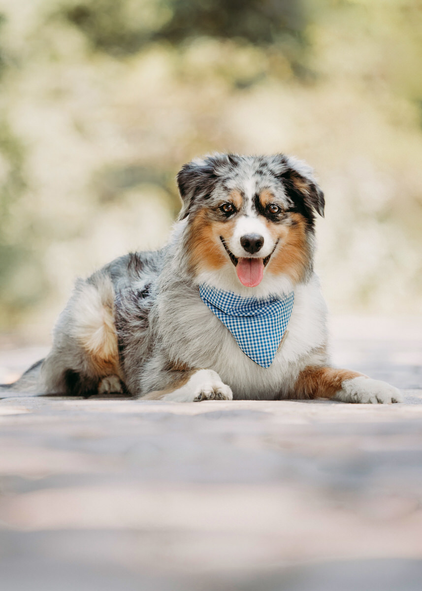 Hunderasse Australian Shepherd liegt in der Natur auf Pflastersteinen. Er trägt ein blaues Halstuch und hat die Fellfarbe red merle.
 Fotografin: Claudia Nürnberger / Berlin, Brandenburg