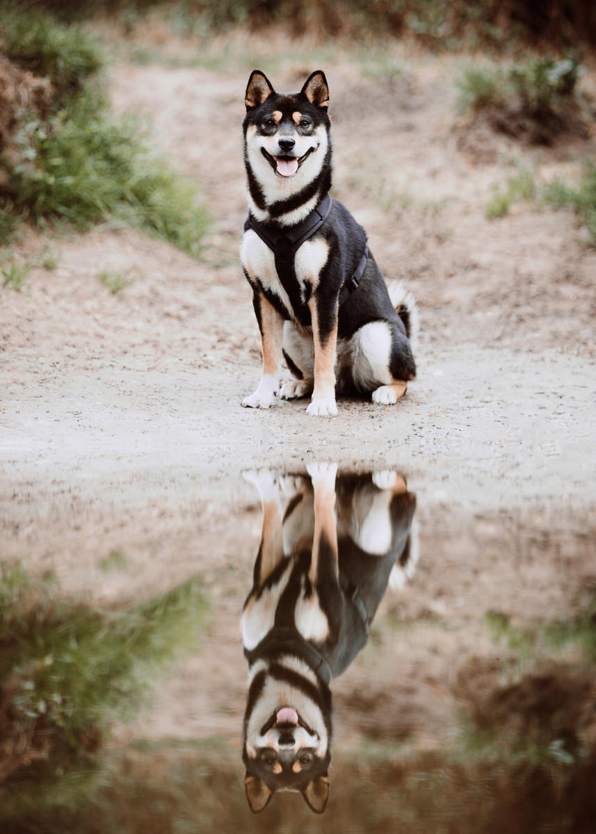 Hunderasse Shiba-Inu sitzt vor dem Wasser und spigelt sich in der Wasseroberfläche.
 Fotografin: Claudia Nürnberger / Berlin, Brandenburg